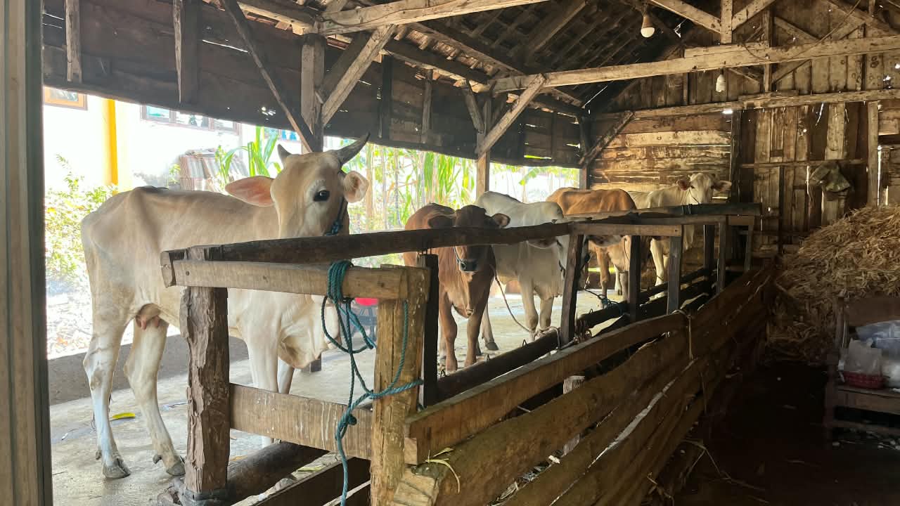 Foto Palongan sapi / Tebas polowijo